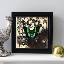 LAGOON GREEN SWALLOWTAIL: GOLD/BLACK