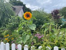 Sunflower Dreams Nairn, credit Scotland's Gardens Scheme