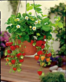 9 Strawberry Plants in 3 Hanging Pots - contact PR for use