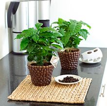 Coffee Plant - contact PR for use