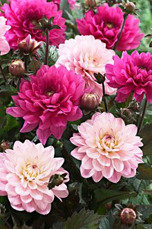 Dahlia Melody Mixed - contact PR for use