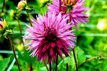 Dahlia 'Striped Ambition' contact PR for use