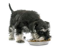 Terrier