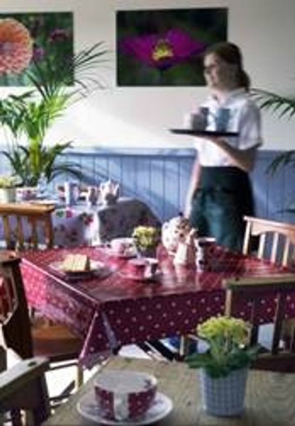 Bluebell And Spring Spectacular At Hole Park Gardens