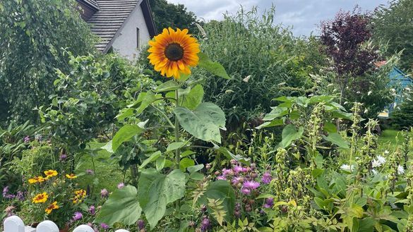 Sunflower Dreams Nairn, credit Scotland's Gardens Scheme